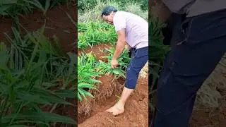 The Traditional Process of Harvesting Fresh Ginger Plants Directly from the Soil by Hand