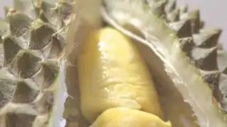 Macro fun with Canon DSLR: Saliva Luring Durian Fruit