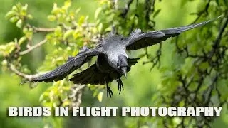 Bird photography at Middleton lakes, with a surprise. Sony A1 & 200-600mm
