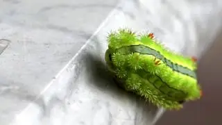 Blue-striped Nettle Grub moving on a table top