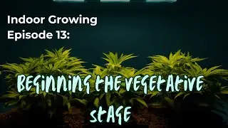 Indoor Growing for Beginners - Starting the Vegetative Stage