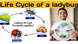 Life cycle of a ladybug l Life cycle l Facts about ladybug l