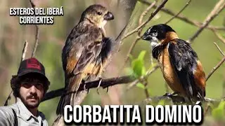 Corbatita domin&oacute; (Sporophila collaris) Rusty-collared Seedeater, Coleiro-do-brejo, Gargantillo