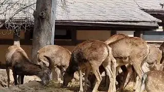 A groups of Cyprus mouflons and European fallow deers