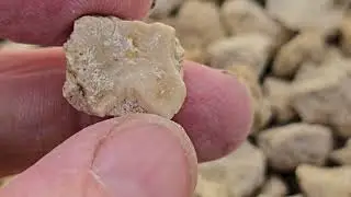 Looking for fossils