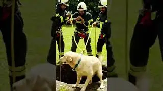 Labrador Fell Into a Well | Emotional Dog Rescue Story