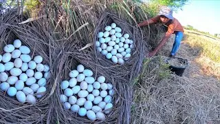 wow A farmer skills! pick duck eggs under the garss near the village