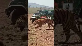 Tiger rescue operation Kanha Tiger Reserve
