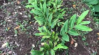 Growing RED GINGER = ALPINIA PURPURATA (1year update)