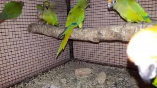 Peach fronted conure