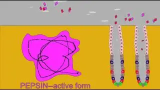 DIGESTIVE ENZMES: PEPSINOGEN AND PEPSIN