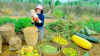 Harvest, Sell, Cook: Peanuts, Yellow Zucchini, Starfruit, Lemons, Green Beans &ndash; Grow Vegetable.