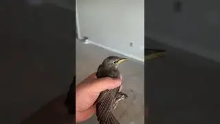 Birds aren&rsquo;t real