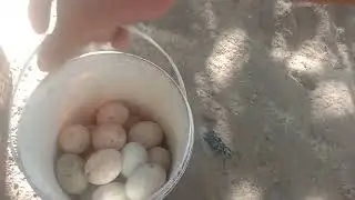 Itik Penelur