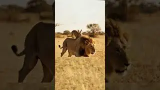 Lion Chasing Rabbit... But What Happens Next Will Shock You! 🦁🐇😲 #Shorts