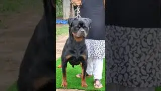 Germany import Rottweiler ❤❤