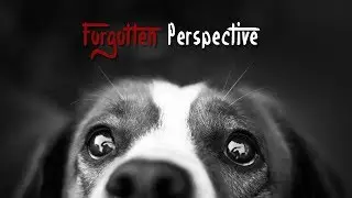 Forgotten Perspective - A Short Film on Animal Rights & Welfare