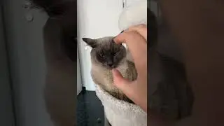 Findik #cat #shorts #shortvideo #funny