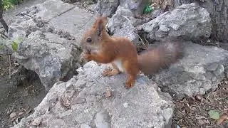 Белка с орешком) Squirrel with a nut)