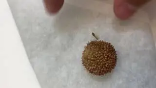 How to grow sycamore trees from seed and how to get the seeds