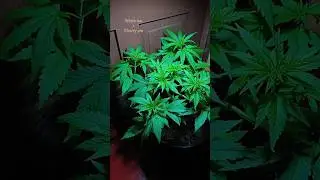 Red Ruby coming along since after topping & LST#cannabisdaily#organicweed#cannabiseducation