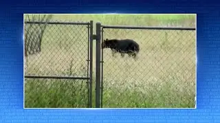 Florida Black Bear Hunt Approved For December | Florida This Week