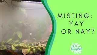 Should I Mist My House Plants?