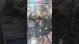 cute cats #trending #asmr #shorts