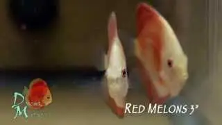 Discus Madness - Red Melons 3