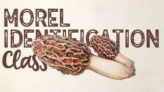 Morel Identification Class