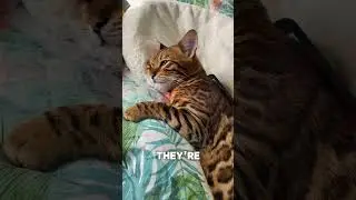 The Real Reason Cats Sleep with One Eye Open 👁️😴