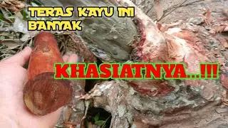 PROSES PENGAMBILAN TERAS RAJA KAYU // DAMAR MINYAK