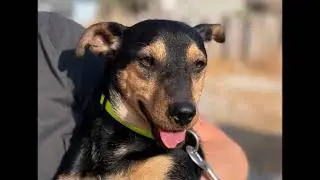 Chaplin, ein Hund in Not aus dem Tierschutz
