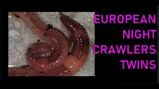 DO BIG WORMS EAT MORE THAN SMALL WORMS?