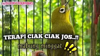 MASTERAN KECIAL KUNING LOMBA SUARA CIAK CIAK JOSS || TERAPI KECIAL KUNING MALAS BUNYI