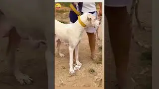 #viral #breeding #new #shok #youtube #doglover #dog #shortvideo #india