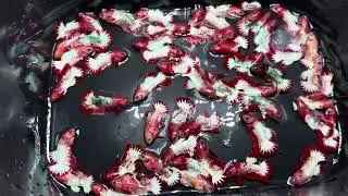 C&aacute; betta fancy copper fom đẹp si 15k đi từ 50c-100c m&agrave;u đẹp zl 0964716942#bettavietnam 