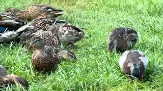 They Are Loud Eaters Eh?AsSarahTurnsDucks_Ep76_ 9- 16- 2025
