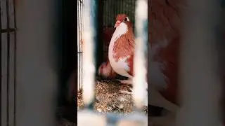 ❤️💕❤️ #kabutar #kabutarstatus #kabootarshorts #birds #foryou #ytshorts