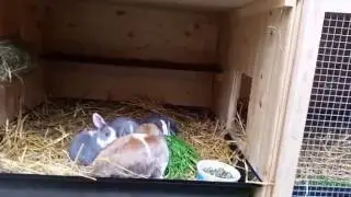 Stallungen