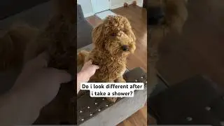 Do i look better before or after my shower? Mini golden doodle #shorts #dogs