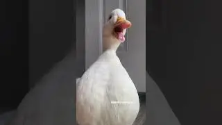 My duck quacking