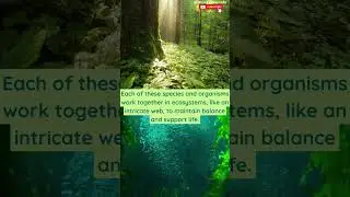 Что такое биоразнообразие? #biologyexams4u #биоразнообразие #экосистема