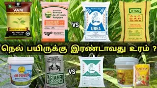 நெல் பயிருக்கு இரண்டாவது உரம் ? என்ன உரம் கொடுக்க வேண்டும் / Paddy fertilizer / Tamil