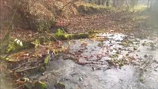 Tarło pstrąga roztoczańskiego
