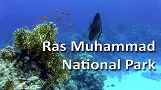 Rejs do Parku Narodowego Ras Muhammad