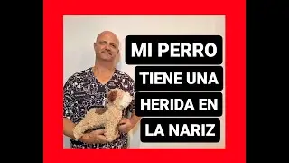 Mi perro tiene una herida en la nariz.