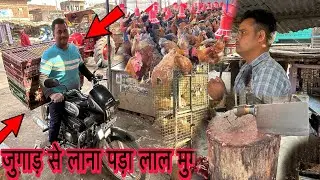 बहुत मेहनत से आज लाल मुर्गा मिला !! Chicken Dukan chicken cutting business murga dukan 🔥✨