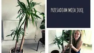 Przesadzam moja dużą Jukę🤞🌱🌿
