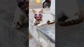 Garena Free Fire sent a cat ghost 😂to my house for brother 🥰 #shorts #freefireshortstory